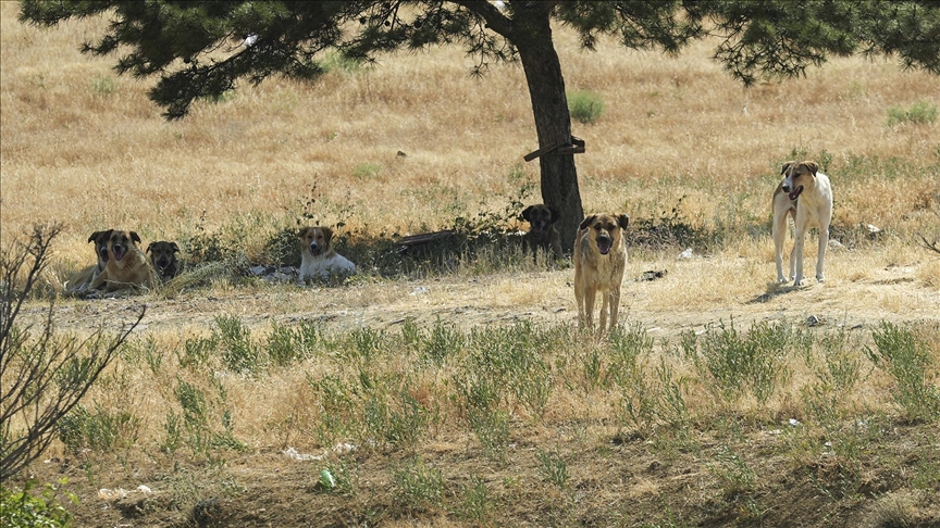 BAŞKENTTE BİR GENÇ SAHİPSİZ KÖPEKLERİN SALDIRISINA UĞRADI