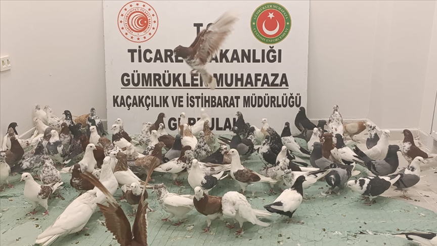 Gürbulak Gümrük Kapısı'nda "cancan" cinsi 85 güvercine el konuldu