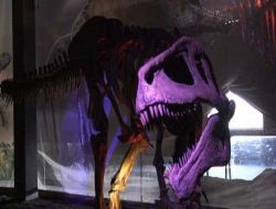 Dünyanın En Büyük Dinozor İskeletleri Sergileniyor