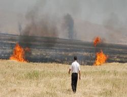Harran Ovasında Anız Yakılması Düzensiz Sulamayla Oluşan Tuzlaşmaya Eş Değer