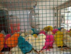 Yasak Renkli Civciv Sikiş Videoları - Hemen Seyret