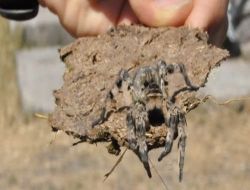 Kars Kuyucukta Zehirli Tarantula Örümceği Bulundu