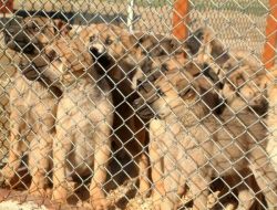 Niğdede Sokak Köpekleri Barınağa Kavuştu