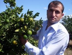 Çiftçinin Yüzünü Okitsu Cinsi Mandalina Güldürdü