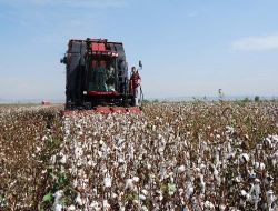 Ceyhan İlçe Tarım Müdürü Demirağ: Çukurovada Mısır Ve Pamuktan Da Yüksek Verim Aldık