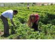 TUNCELİ’DE KADINLAR ÜRETİYOR
