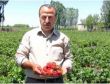 Muş’ta Çilek Tarlaları Meyve Vermeye Başladı