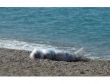 Alman Turist, Deniz Kenarında Ölü Bulundu