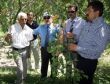 Aksaray Valisi Aksoy, Meyve Bahçelerinde İncelemelerde Bulundu