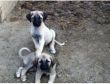 Köpek Irkları, Nilüfer’de Kimlik Kazanacak