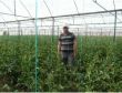 Hayvancılığı Bırakıp Seracılığa Başladılar