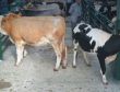 Aşı ve karantinayla şapın sonu gelecek