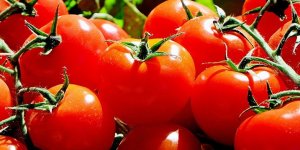 Domates ihracatçısında Rusya sevinci