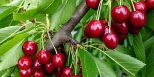 Amasya kirazı 10 ülkede ağızları tatlandırıyor