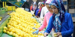 Narenciyede erken hasat, ihracatı artırdı!