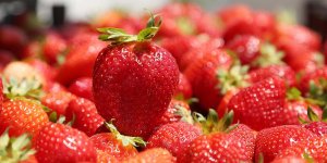 Muş ekonomisine 'çilek' etkisi