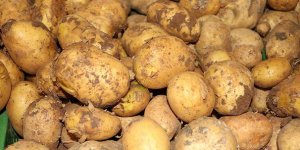 Patates ithalatında gümrük vergisi sıfırlandı!