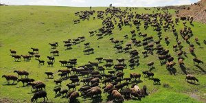Meralar yeşillendi, üreticiler yem maliyetinden kurtuldu