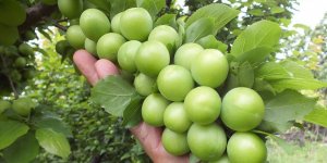 Silifke eriğinin kilogramı bahçede 8-14 liradan satılıyor!