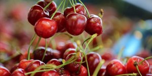 İhracatlık kirazda fiyat üreticiyi sevindirdi