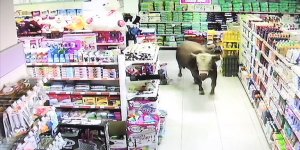 Kaçan kurbanlık dana markete girdi