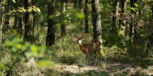 Kurban Bayramı'nda korunan alanlara ziyaretçi akını