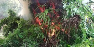 Amanoslar'da 15 bin kök Hint keneviri ele geçirdi