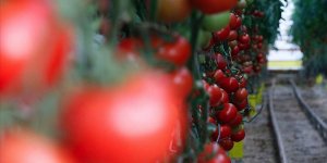 Domates ihracatında 'güven' yüzde 12'lik artışı getirdi
