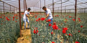 Anneler Günü çiçek üreticisine Kovid-19 sürecinde 'ilaç' gibi geldi