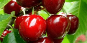 Kirazda rekolte ve ihracat beklentisi yüksek