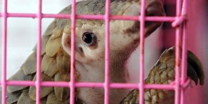 Çin geleneksel ilaç listesinden pangolin pullarını çıkardı!