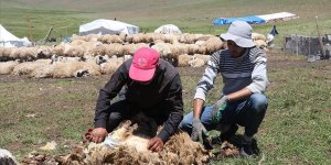 Kurban Bayramı yaklaşıp havalar ısınınca göçerlerin 'kırkım' telaşı arttı