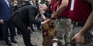 Soylu: Yakalamaların yüzde 46'sı narkotik köpekleri marifetiyle gerçekleştirilmiştir