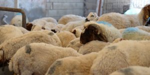 Güneydoğu'dan batı illerine kurbanlık sevkiyatı başladı