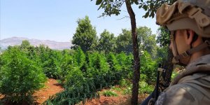Diyarbakır'da 5 milyon 134 bin kök kenevir ve 1,5 ton esrar ele geçirildi
