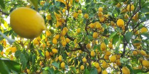 İhracatçılar limon ihracatında ön izin şartının kaldırılmasından memnun