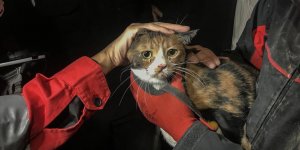 İzmir'de enkazda K-9 köpeği kediyi kurtardı!