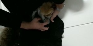 İlaçla uyuttuğu yavru köpekleri kabanının astarı içerisine gizleyerek getirmiş!