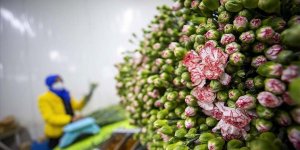 Türkiye'de geçen yıl en çok üretilen kesme çiçek 'karanfil' oldu!