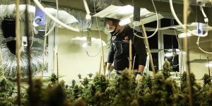 Seraya çevrilen evde 88 kök marihuana ele geçirildi!