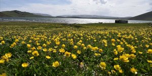 Nevruz'un habercisi son cemre bugün toprağa düşüyor!