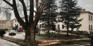 TBMM yerleşkesinde yıldırımın isabet ettiği ağacın hayatta kalması için OGM ekiplerinden müdahale