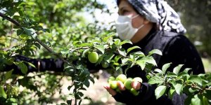 Dalında alıcı bulan 'can erik' fiyatı ve kalitesiyle üreticisini sevindirdi