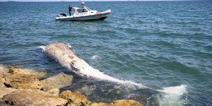 Mersin sahiline 8 metrelik oluklu balina vurdu