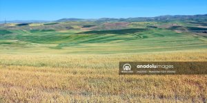 İç Anadolu'da kuraklık hububat üreticilerini endişelendiriyor