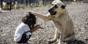 Başkentte hayvanseverlerin inşa ettiği 1000 köpek kapasiteli Patipark açıldı