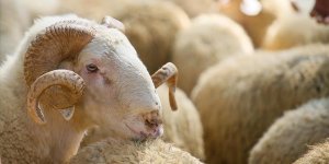 Kurban satış ve kesim yerlerinde Kovid-19 tedbirleri uygulanacak!