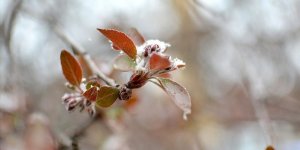 Meteoroloji'den yurdun iç kesimleri için zirai don uyarısı