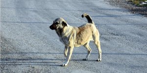 Ankara Büyükşehir Belediye Meclisi'nde sokak köpeklerinin saldırıları tartışıldı