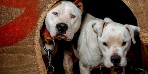 Yasaklı 6 köpek ırkının kayıt altına alınması için yarın son gün